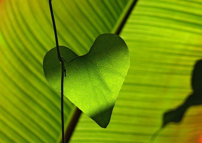 A smaller heart-shaped leaf against a larger leaf