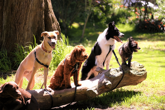 A staffy, groodle, border collie and terrier sit on a log in a sunny park.