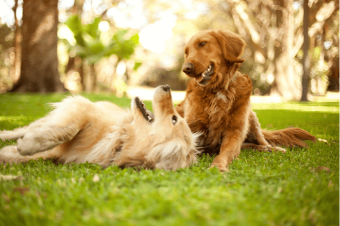 Two golden retriever dogs play on green grass in the sunshine.